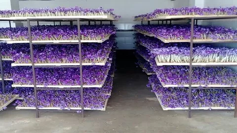 کاشت زعفران در گلخانه