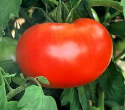 تقویت بوته گوجه فرنگی