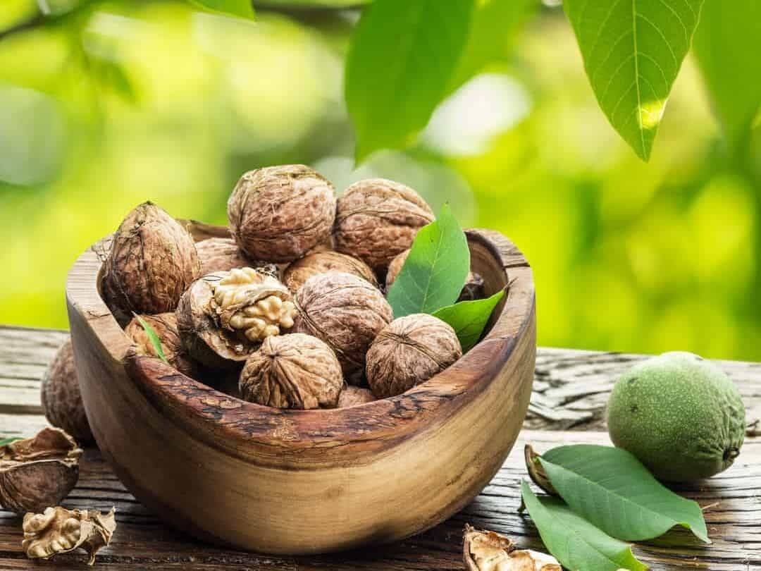 کاشت درخت گردو در مناطق سردسیری