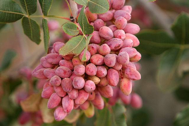 اسید فولیک برای پسته