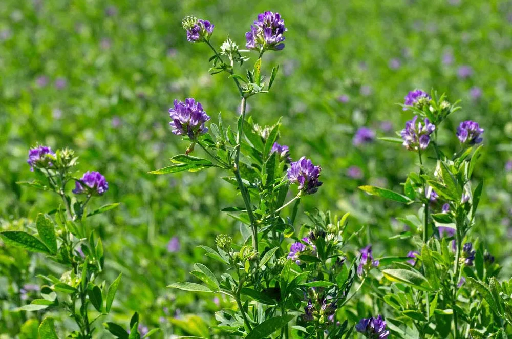 کود آهن برای یونجه