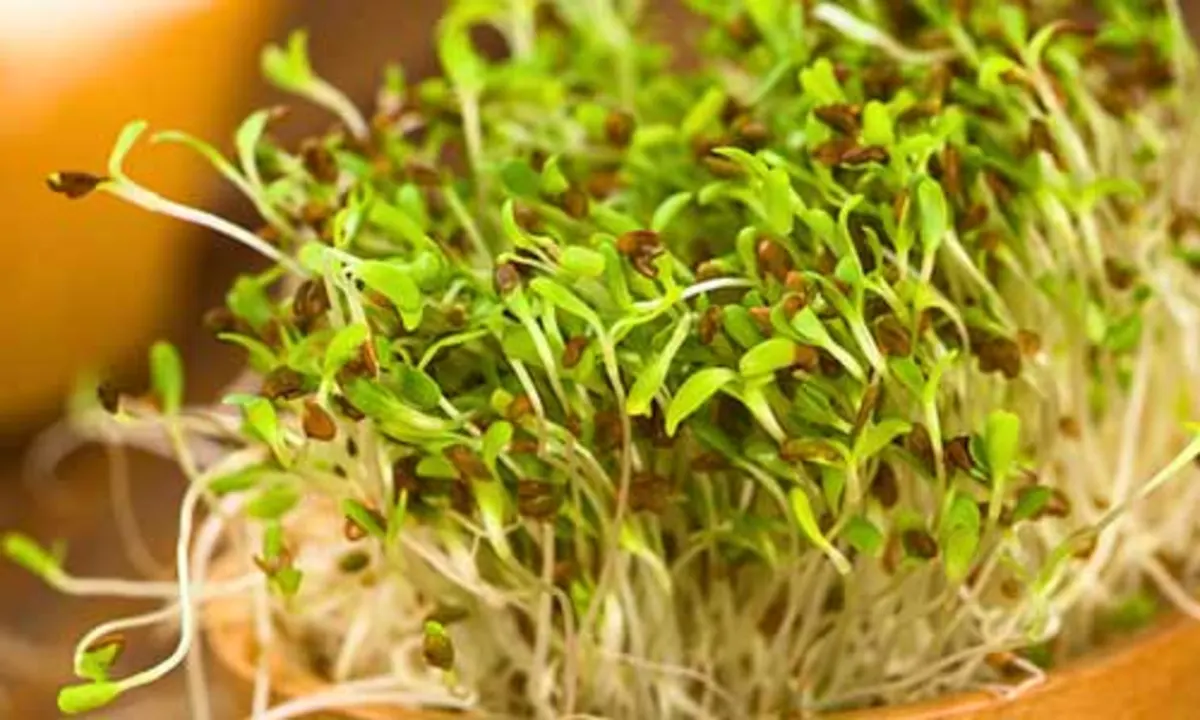 کود سه بیست برای یونجه