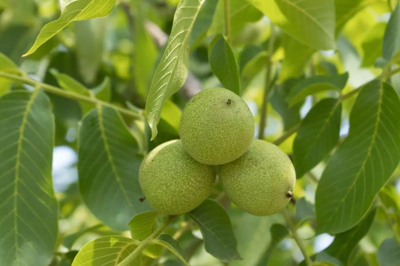 کود مناسب درختان گردو