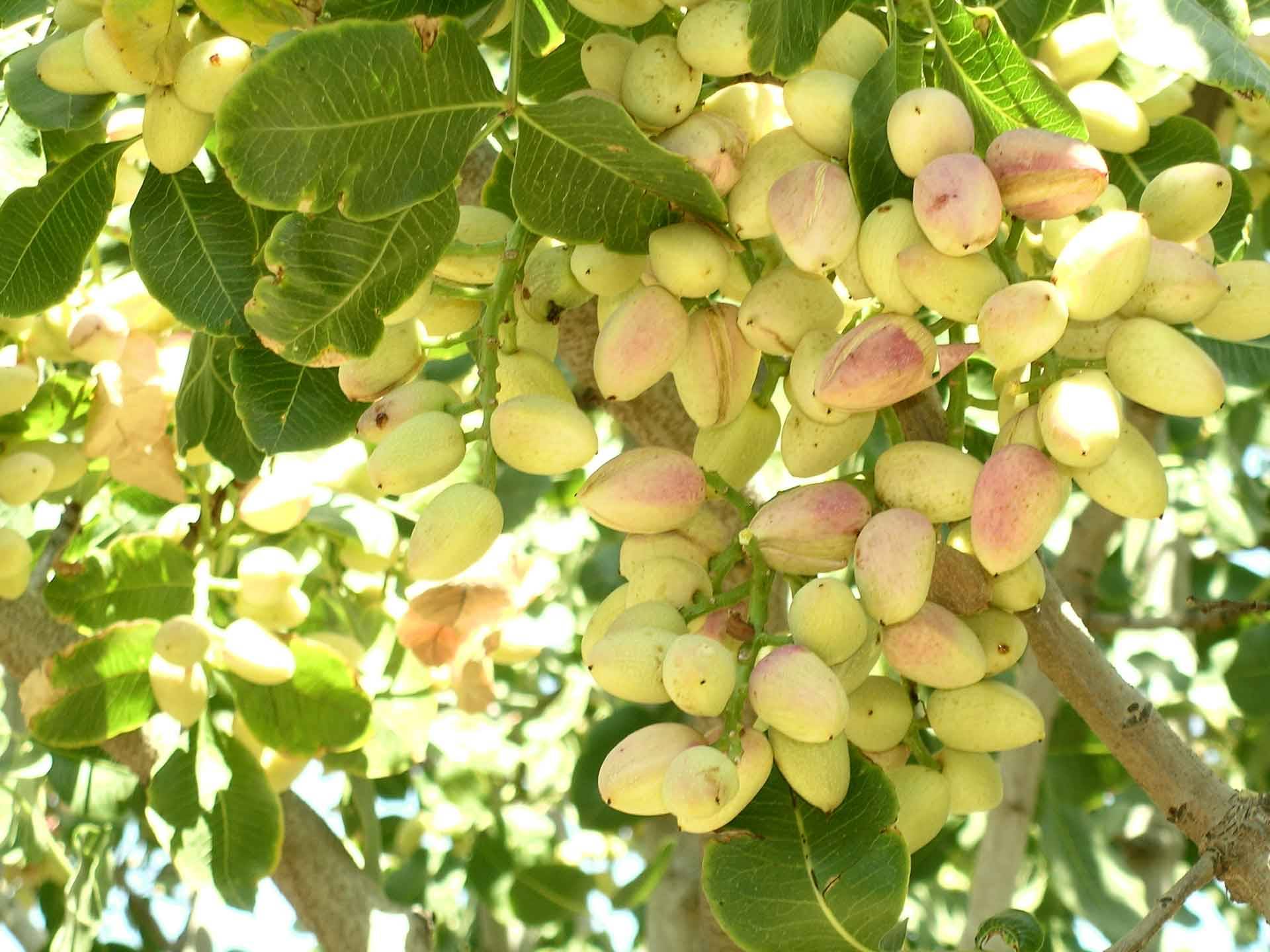شوک ده ایکس مخصوص گلدهی درخت پسته