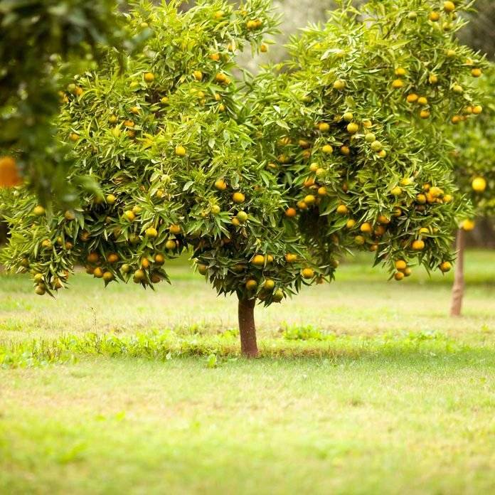 فواید کود کامل برای درخت