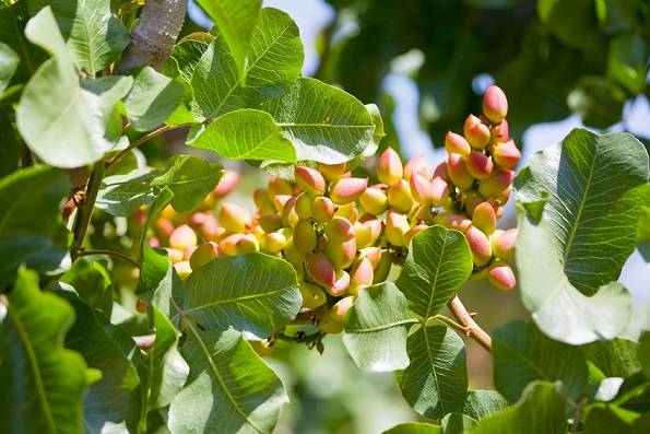 کود قوی برای پسته