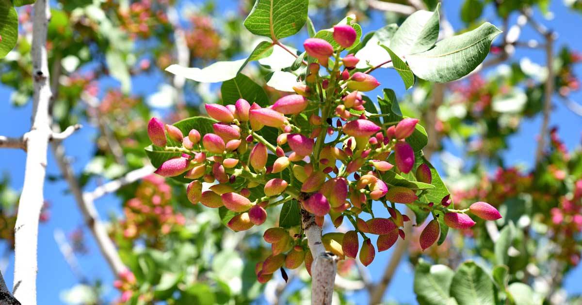 هیومیک اسید پسته رفسنجان
