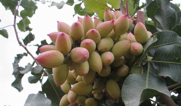 کود مناسب برای رشد نهال پسته