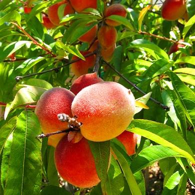 کود ۱۹۶۳ برای درختان هلو