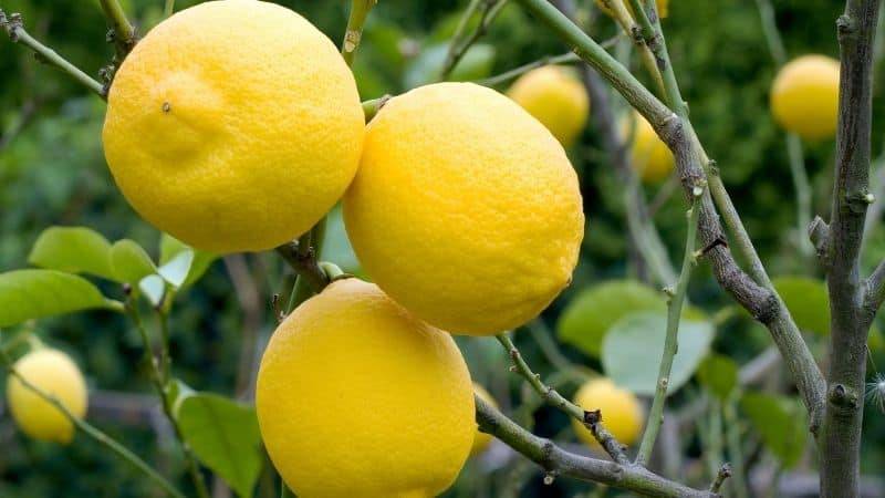 کود 1963 برای لیمو
