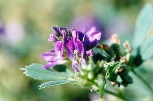 کود برای چین دوم یونجه