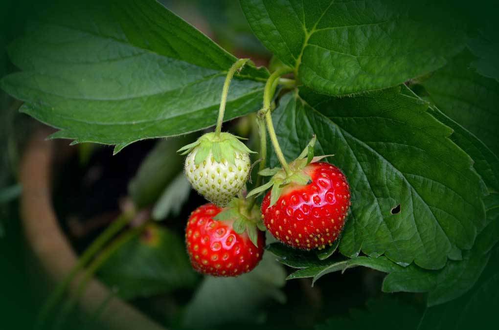 کود ۱۹۶۳ برای توت فرنگی