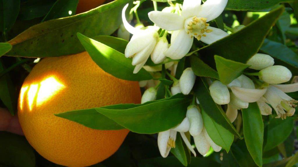 کود ۱۹۶۳ برای درخت نارنج