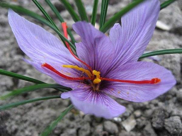 برنامه غذایی گیاه زعفران