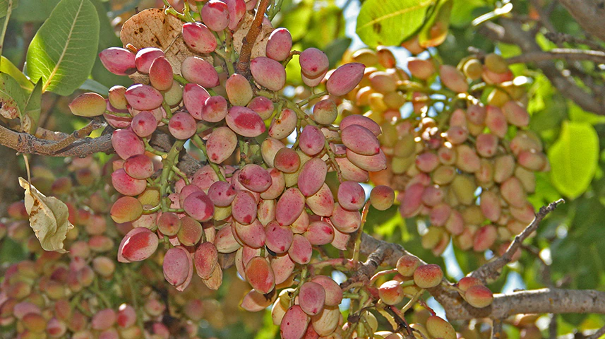 کود هیومکس برای پسته