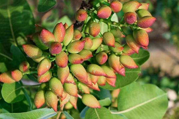 اسید فولیک برای پسته