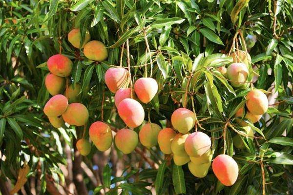 نگهداری درخت انبه در خانه