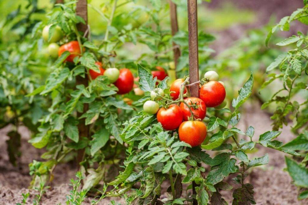 تقویت بوته گوجه فرنگی