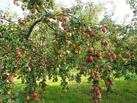 بهترین کود برای درختان میوه