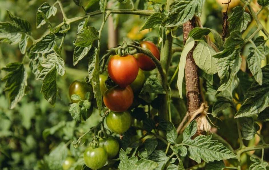 تقویت بوته گوجه فرنگی