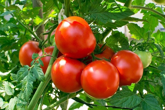 تقویت بوته گوجه فرنگی