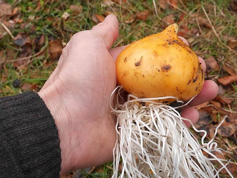 تاثیر کود کامل شوک ۱۰ ایکس بر موسیر