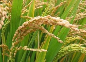 افزایش برداشت برنج با کود ۱۰x شوک