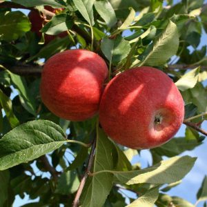 افزایش باردهی درخت سیب