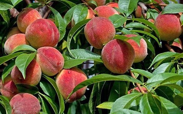 افزایش باردهی میوه هلو