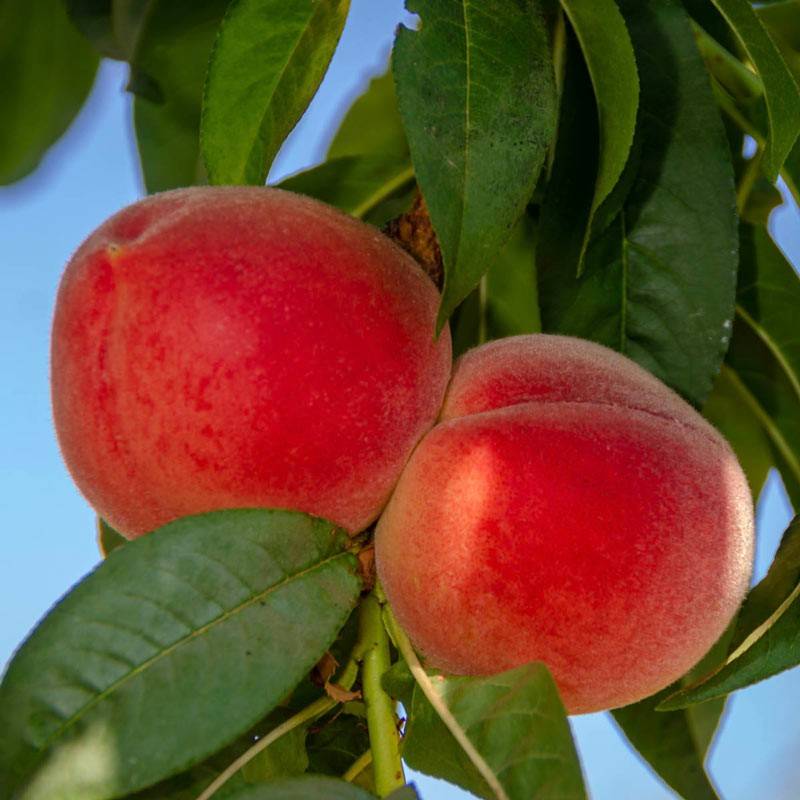 افزایش باردهی میوه هلو