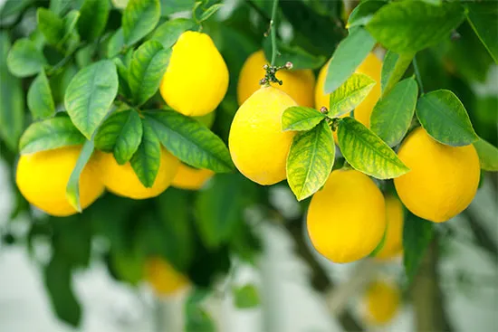 تاثیر فروت ست بر روی درخت لیمو ترش