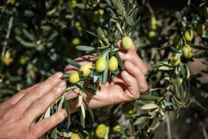 اسید هیومیک برای درخت زیتون