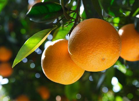 کود پتاس بالا برای پرتقال