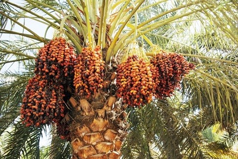 تاثیر کود کامل شوک ۱۰ ایکس بر خرما