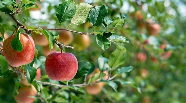 افزایش باردهی درخت سیب
