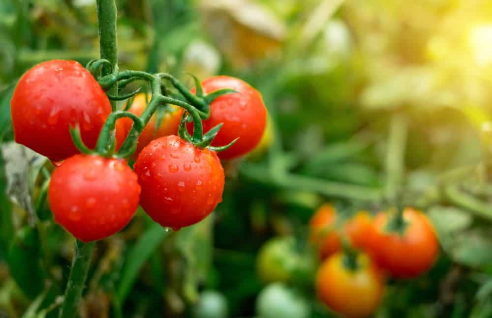 کود کامل 10X برای رشد و باردهی گوجه فرنگی 