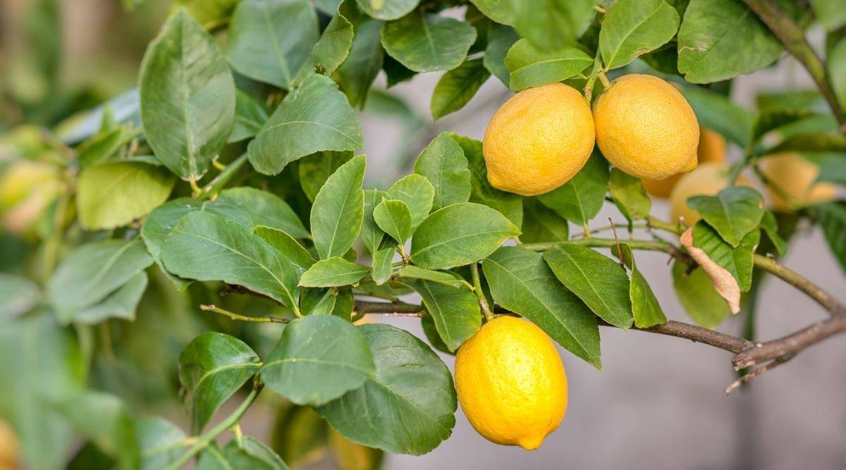 تاثیر فروت ست بر روی درخت لیمو ترش