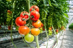 زمان مصرف کودهای اوره برای گوجه فرنگی