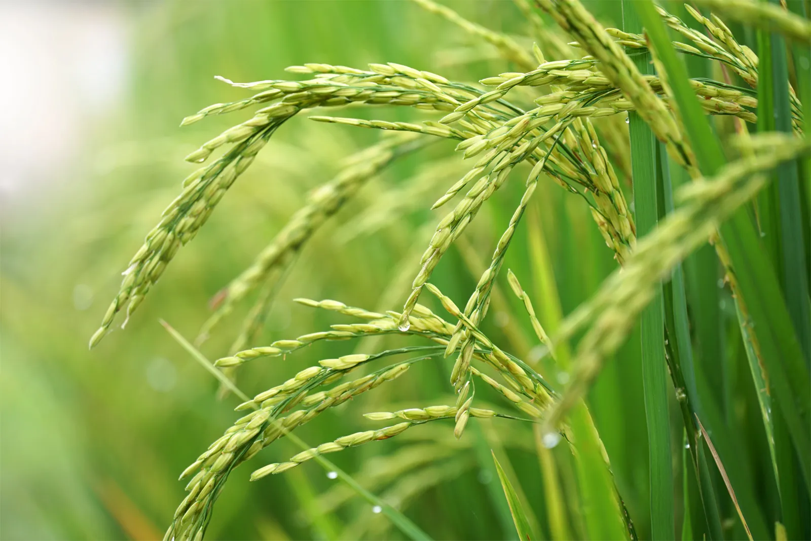 افزایش برداشت برنج با کود ۱۰x شوک