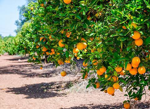 کود پتاس بالا برای پرتقال