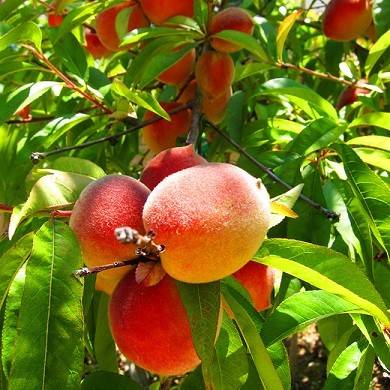 افزایش باردهی میوه هلو