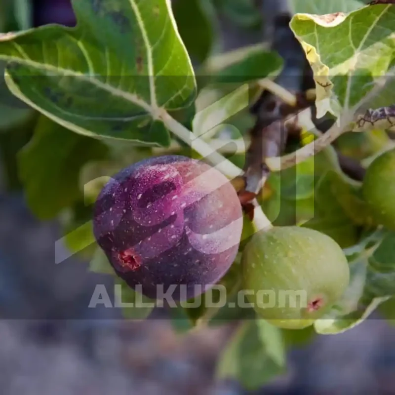 تاثیر فروت ست بر روی درخت انجیر