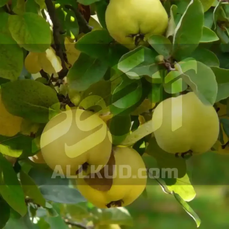 تاثیر فروت ست بر روی درخت به
