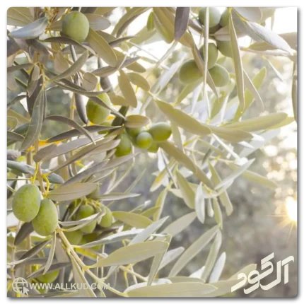 درخت زیتون پربار و سالم در باغ