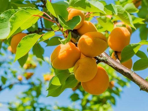 تاثیر فروت ست بر درخت زردآلو