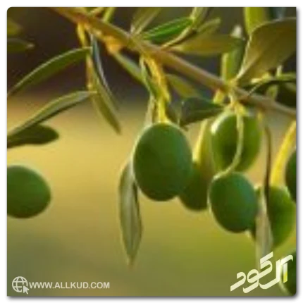 مراحل رشد و باردهی درخت زیتون