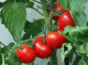 افزایش باردهی گوجه فرنگی گلخانه ای با کود شوک 10x