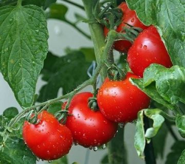 افزایش باردهی گوجه فرنگی گلخانه ای با کود شوک 10x