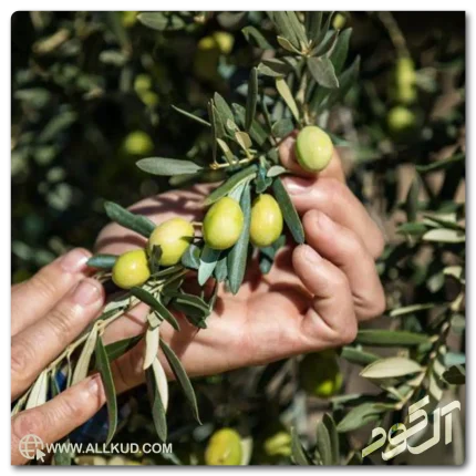 برداشت محصول زیتون با کیفیت بالا