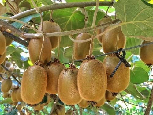 افزایش باردهی درخت کیوی